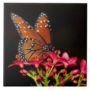 Koningin Butterfly tegen Roze bloemen Tegeltje