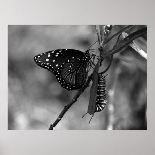 Koningin Butterfly w Monarch Caterpijler, B & W Poster