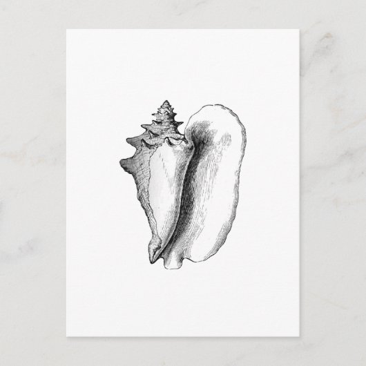 Koningin Conch (lijnkunst) Briefkaart (Voorkant)