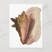 koningin Conch Seashell Shell, zeedier Briefkaart (Voorkant)