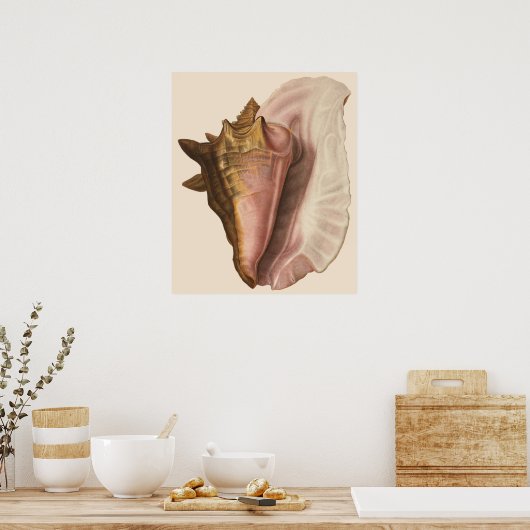 koningin Conch Seashell Shell, zeedier Poster (Keuken)