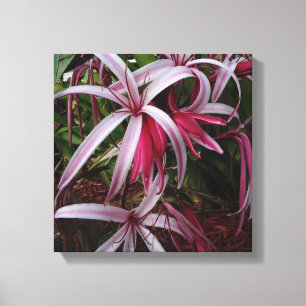 Koningin Emma's Paarse Crinumlelie Canvas Afdruk