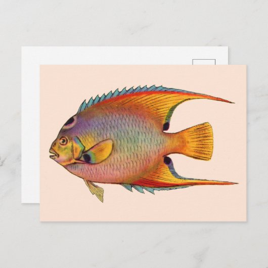 koningin-engelvis briefkaart (Voorkant / Achterkant)