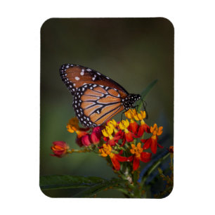 Koningin op tropische moosenkroos magneet