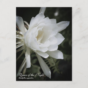Koningin van de nacht :Briefkaart Briefkaart