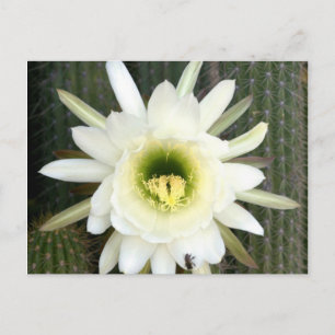 Koningin Van De Nacht Cactus Bloem, Karoo Regio Briefkaart