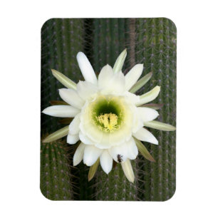 Koningin Van De Nacht Cactus Bloem, Karoo Regio Magneet