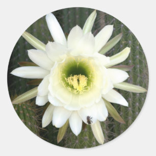 Koningin Van De Nacht Cactus Bloem, Karoo Regio Ronde Sticker