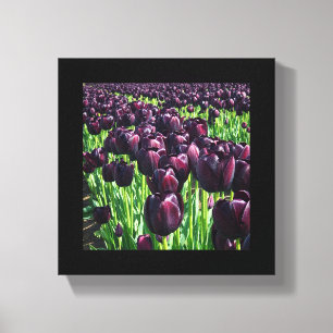 Koningin van de Nacht Tulpen Canvas Afdruk