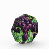 Koningin van de Nacht Tulpen Fotoblokken (Links)