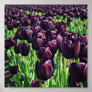 Koningin van de Nacht Tulpen Poster
