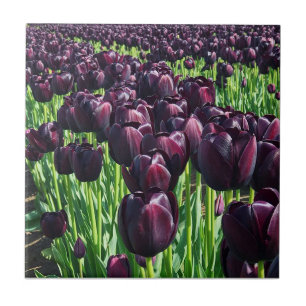 Koningin van de Nacht Tulpen Tegeltje