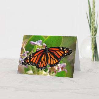 Koningin van Sinaasappel Kaart