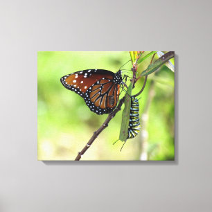 Koningin Vlinder en Monarch Caterpillar Canvas