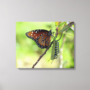 Koningin Vlinder en Monarch Caterpillar Canvas Afdruk
