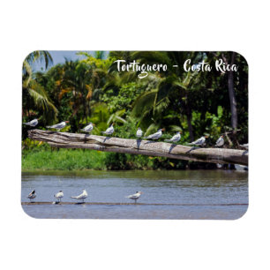 Koninginnenlampen, estuarium van de Tortuguero-riv Magneet