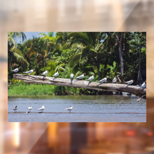 Koninginnenlampen, estuarium van de Tortuguero-riv Raamsticker (Vel 2)