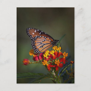 koninginnenvlinder op tropische moosenkroos briefkaart