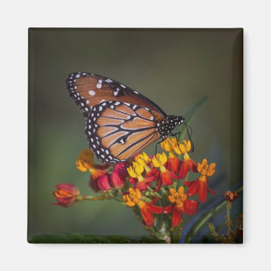 koninginnenvlinder op tropische moosenkroos magneet (Voorkant)