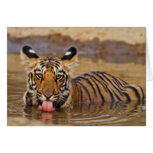 Konings tijgerwelp, water drinkend