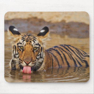 Konings tijgerwelp, water drinkend muismat