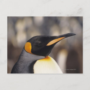 Koningspinguïn (Aptenodytes patagonicus) Briefkaart