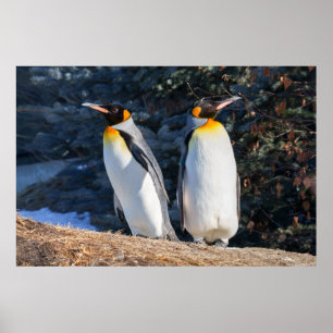 Koningspinguïnpaar tegen Winterse Achtergrond Poster