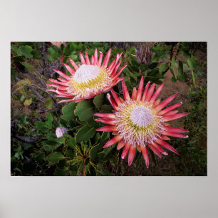 Koningsprotea (Protea Cynaroides), Helderberg Poster