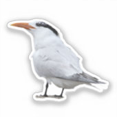 Koningsstern Sticker (Voorkant)