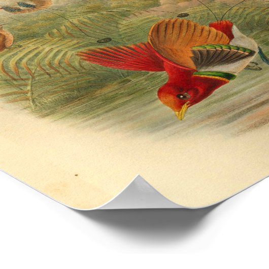Koningsvogels van Paradise Red  Print (Hoek)