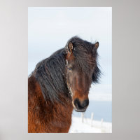 Koninklijk IJslands Paard Portret