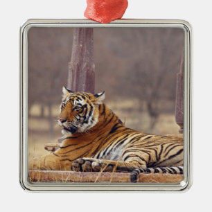 Koninklijke Bengaalse tijger bij de ceaph, Metalen Ornament