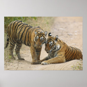 Koninklijke Bengaalse Tijger en jong - Aanraken vo Poster