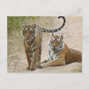 Koninklijke Bengaalse tijger en jong, Ranthambhor Briefkaart