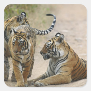 Koninklijke Bengaalse Tijger en jongen, Ranthambho Vierkante Sticker