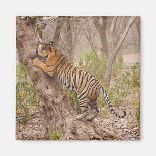 Koninklijke Bengaalse tijger klimt in de boom, Magneet