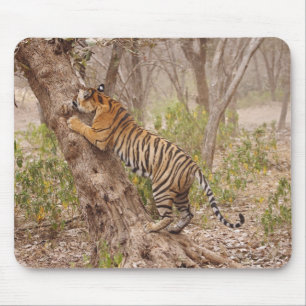 Koninklijke Bengaalse tijger klimt in de boom, Muismat