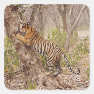 Koninklijke Bengaalse tijger klimt in de boom, Vierkante Sticker