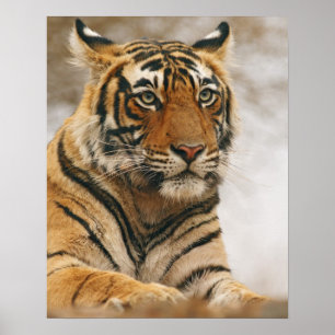 Koninklijke Bengaalse tijger op de rots, Ranthambh Poster