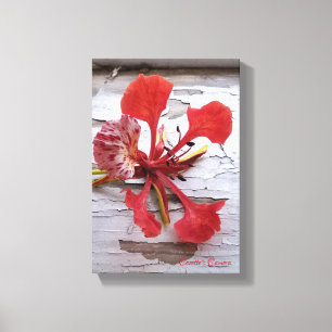 Koninklijke Poinciana op Houten Afwerking Canvas Afdruk