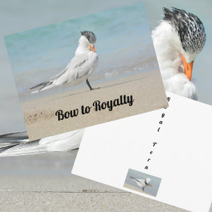 Koninklijke Stern Buigt voor de Koninklijke Grappi Briefkaart