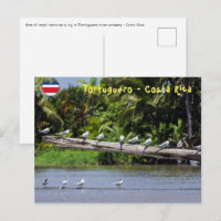 Koninklijke sterns, riviermonding Tortuguero - Cos