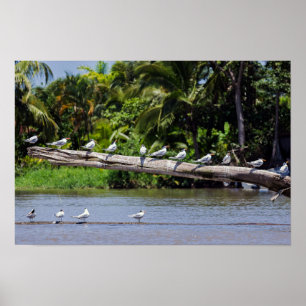 Koninklijke sterns, riviermonding Tortuguero - Cos Poster