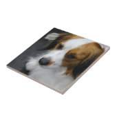 kooikerhondje-2.jpg tegeltje (Zijkant)
