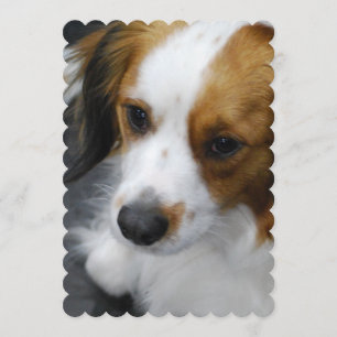 Kooikerhondje Puppy Kaart