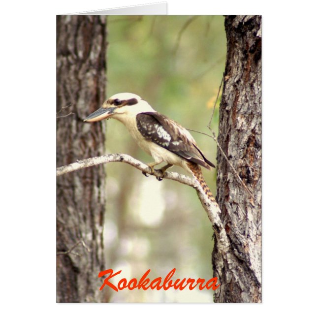 Kookaburra (Devant)