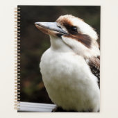 Kookaburra (Devant)