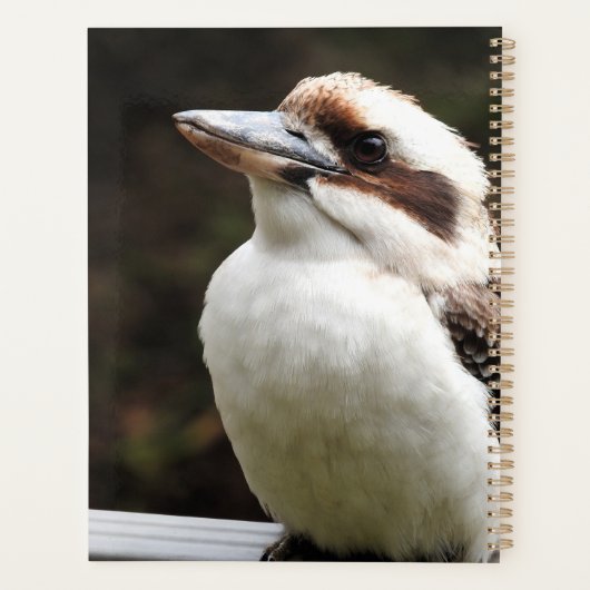 Kookaburra (Dos)