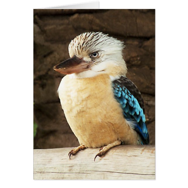 Kookaburra (Devant)
