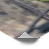 Kookaburra Bird Poster (Hoek)